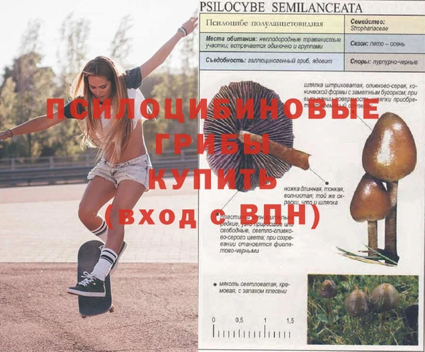 шишки Карпинск